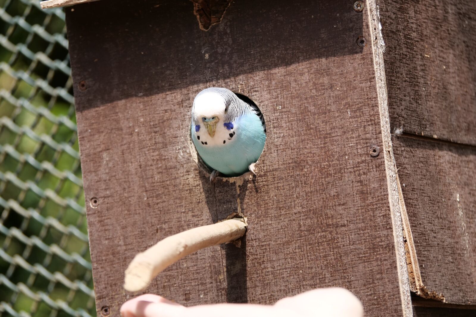Panasonic Lumix DC-G9 sample photo. Budgie, nature, bird photography