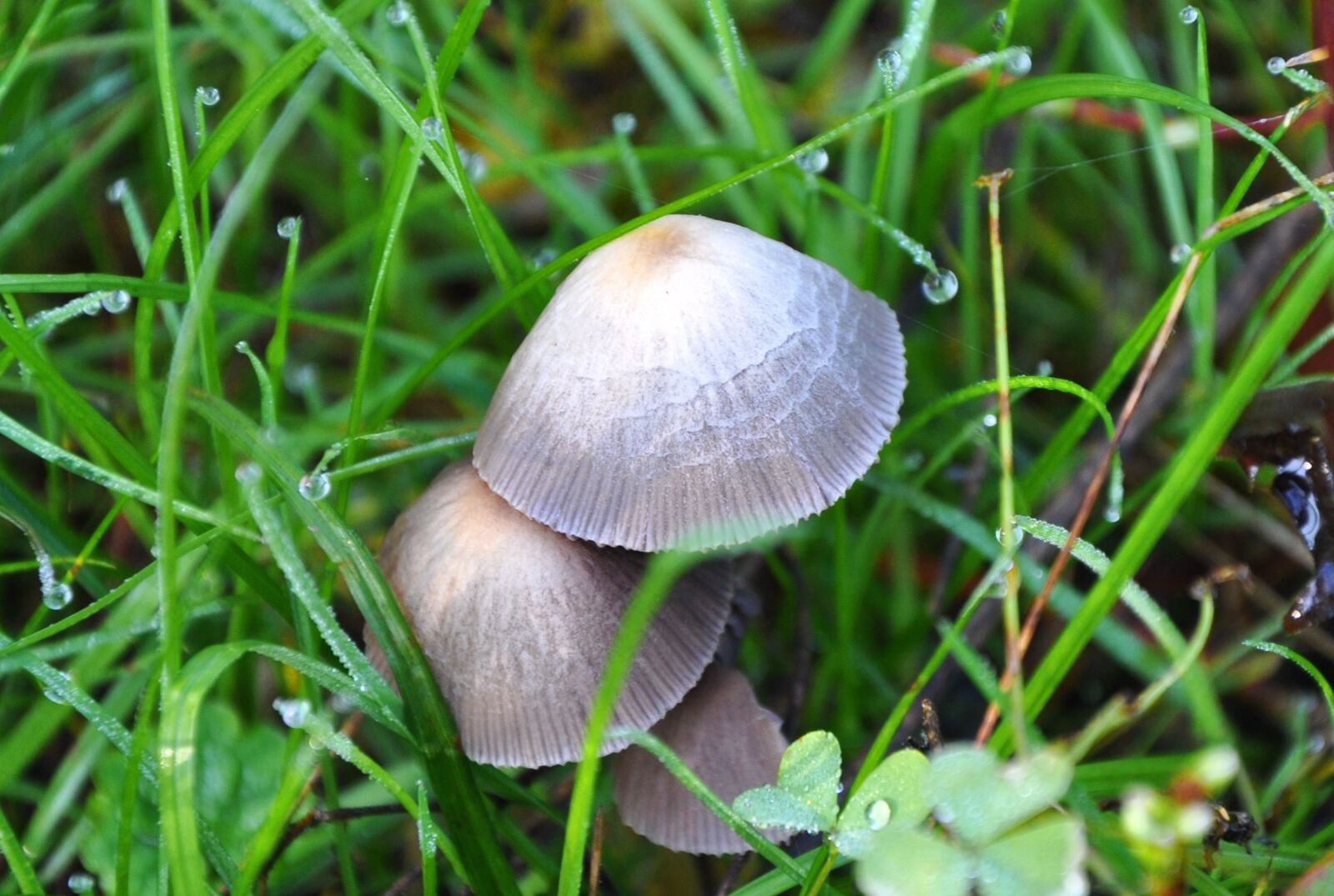 Nikon D90 sample photo. Mushroom, dew, nature photography