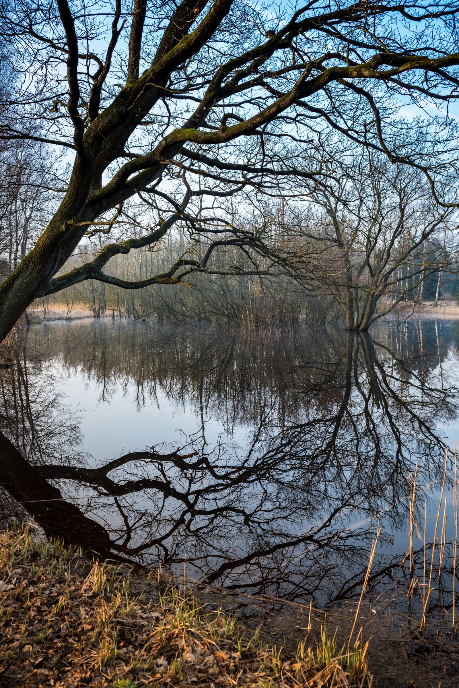 Nikon D750 sample photo. Wintry, lake, trees photography
