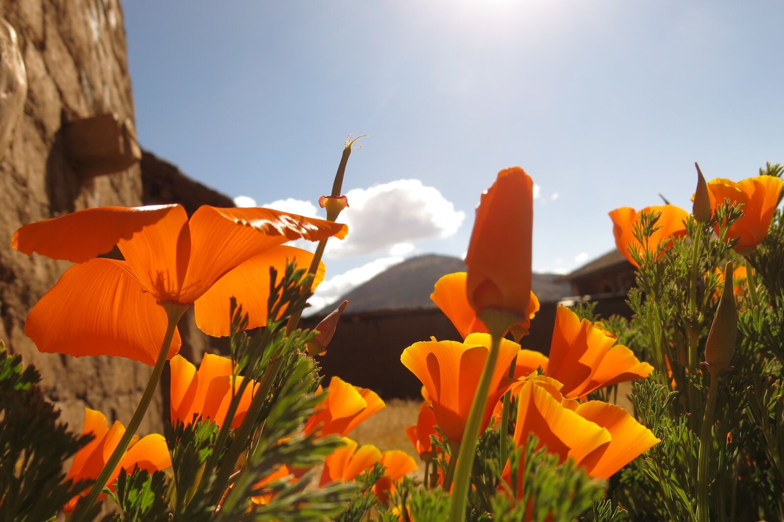 Canon PowerShot G15 sample photo. Andenmohn, sky, bloomed orange photography