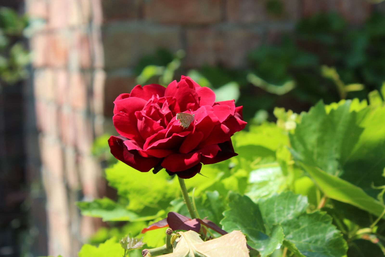 Canon EOS 650D (EOS Rebel T4i / EOS Kiss X6i) + Canon EF-S 18-55mm F3.5-5.6 III sample photo. Rose, flower, butterfly photography