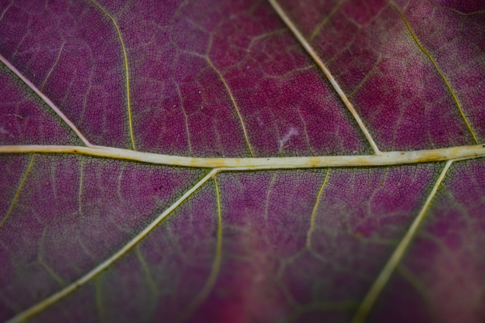 Nikon D610 sample photo. Leaf macro, purple, plant photography