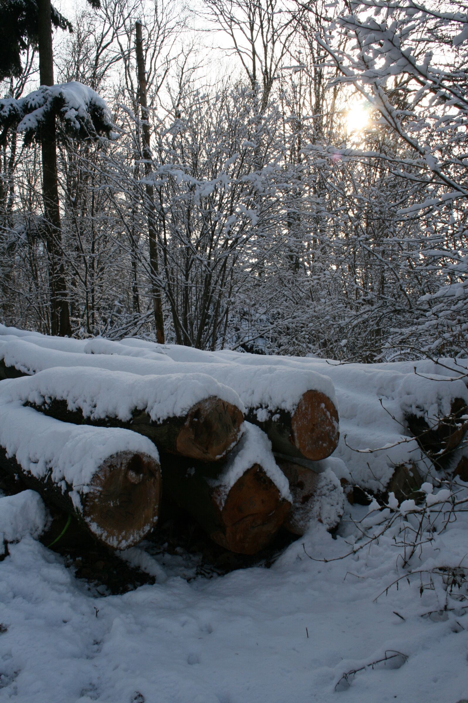 Canon EOS 400D (EOS Digital Rebel XTi / EOS Kiss Digital X) sample photo. Winter, forest, snow photography