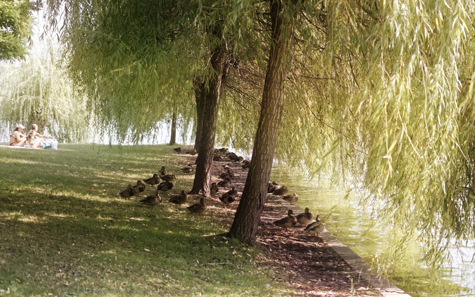 Nikon D5300 sample photo. Landscape, nature, park photography