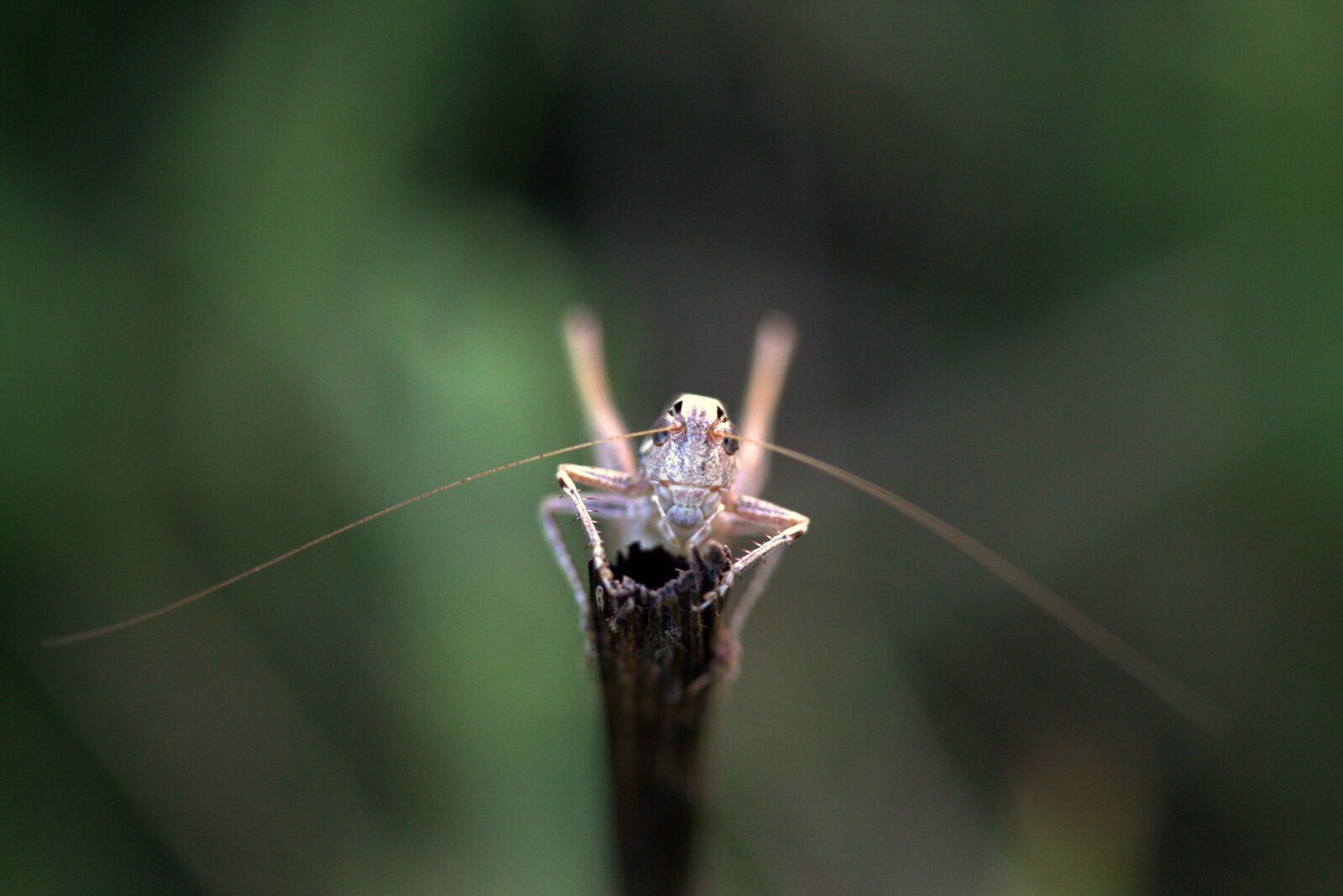 Canon EOS 7D Mark II sample photo. Grasshopper, insecta, rest photography