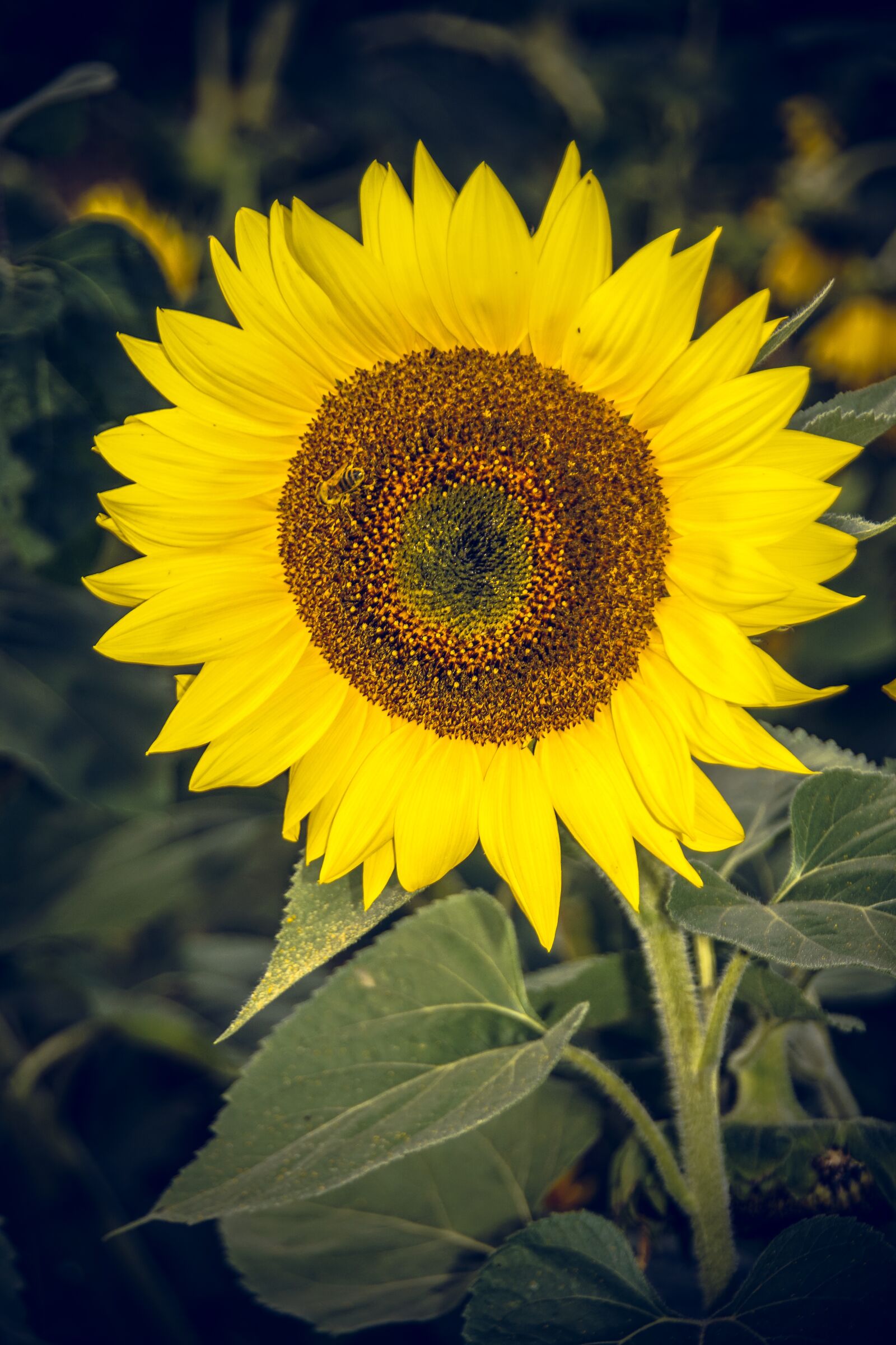 Sony ILCA-77M2 sample photo. Sunflower, blossom, bloom photography