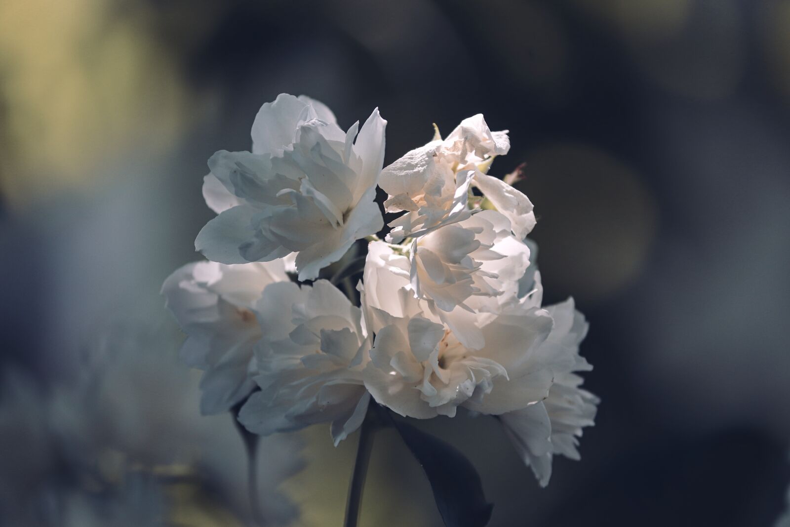 Canon EOS 200D (EOS Rebel SL2 / EOS Kiss X9) sample photo. Scent of jasmine, philadelphus photography