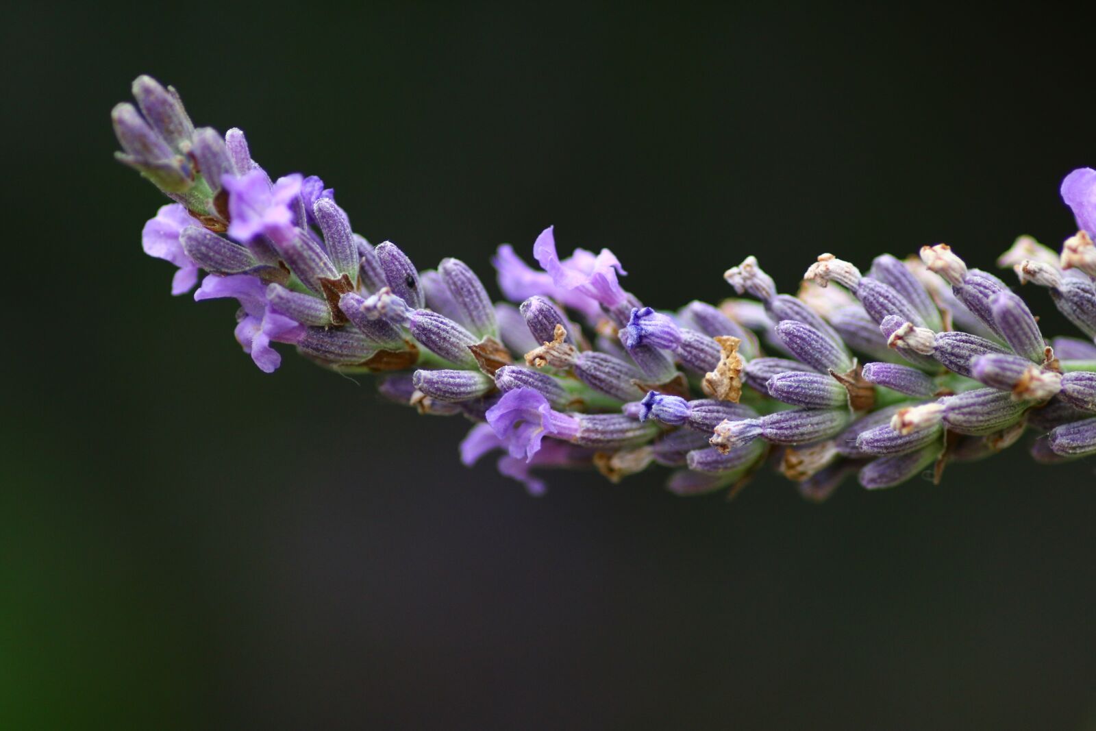 Canon EOS 70D sample photo. Lavender, flower, rod photography