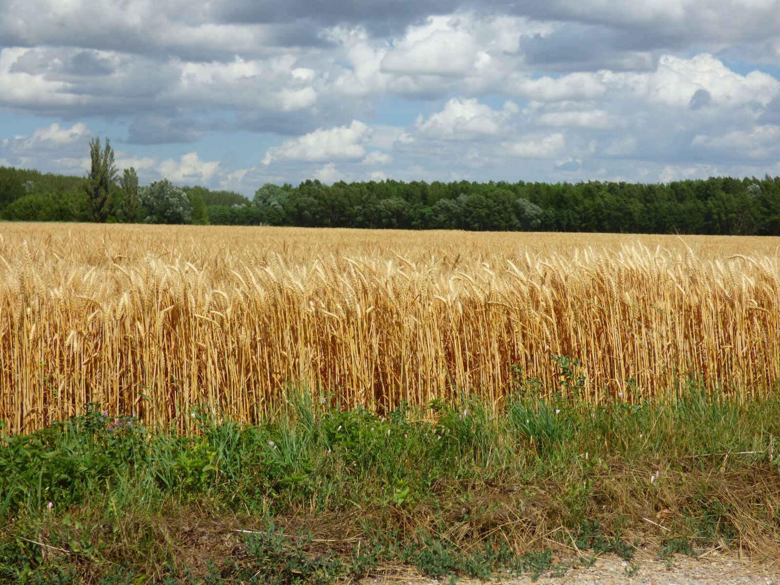 Panasonic DMC-FZ72 sample photo. Country, field, tree photography