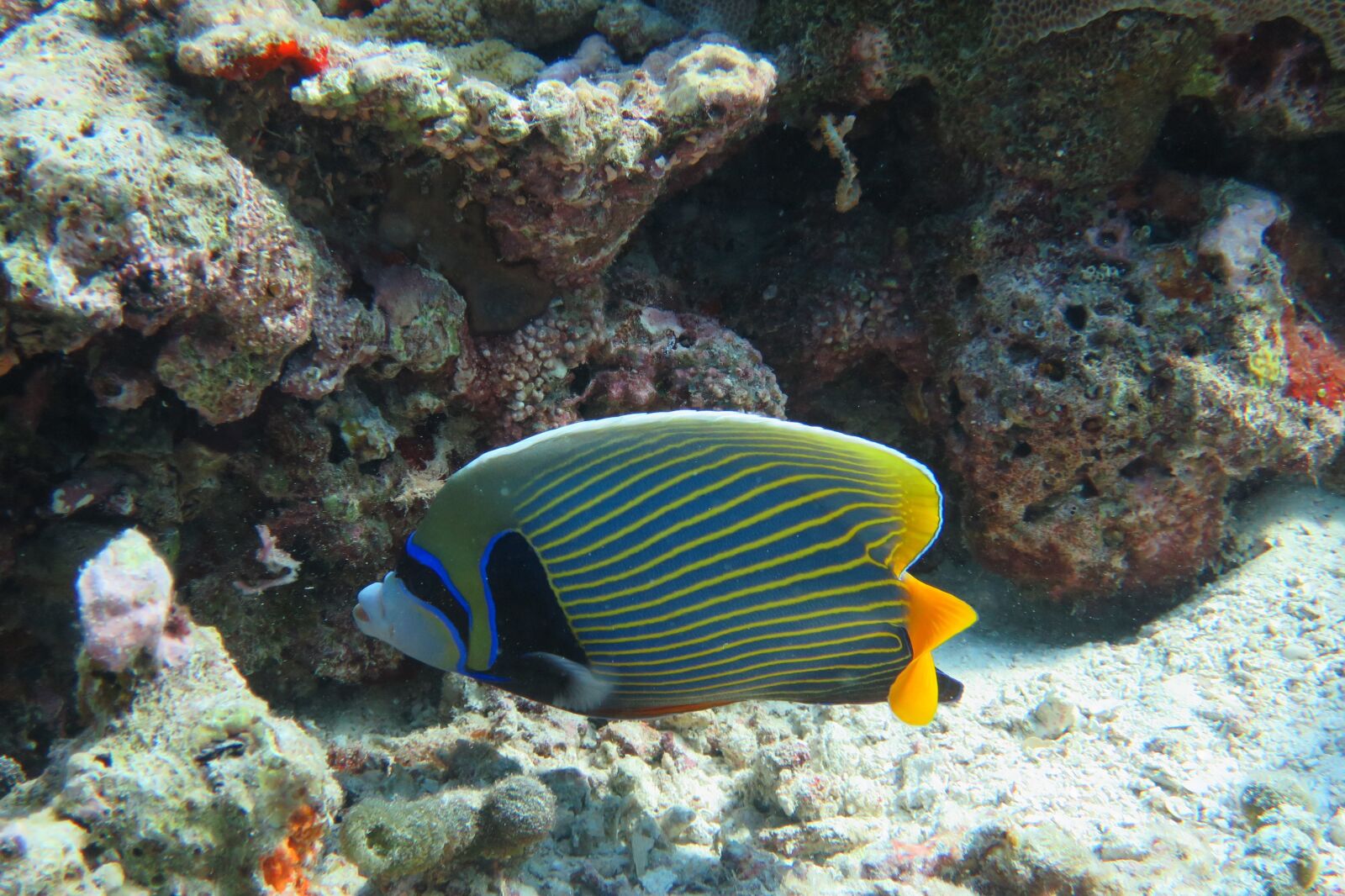 Canon PowerShot S120 sample photo. Fish, underwater, diving photography