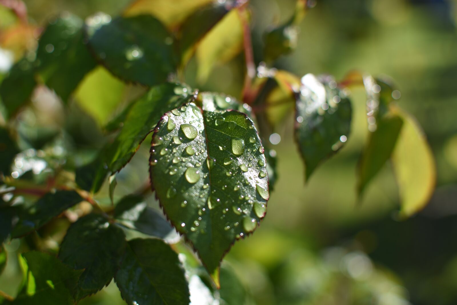 Nikon D3400 sample photo. Leaf, drop of water photography