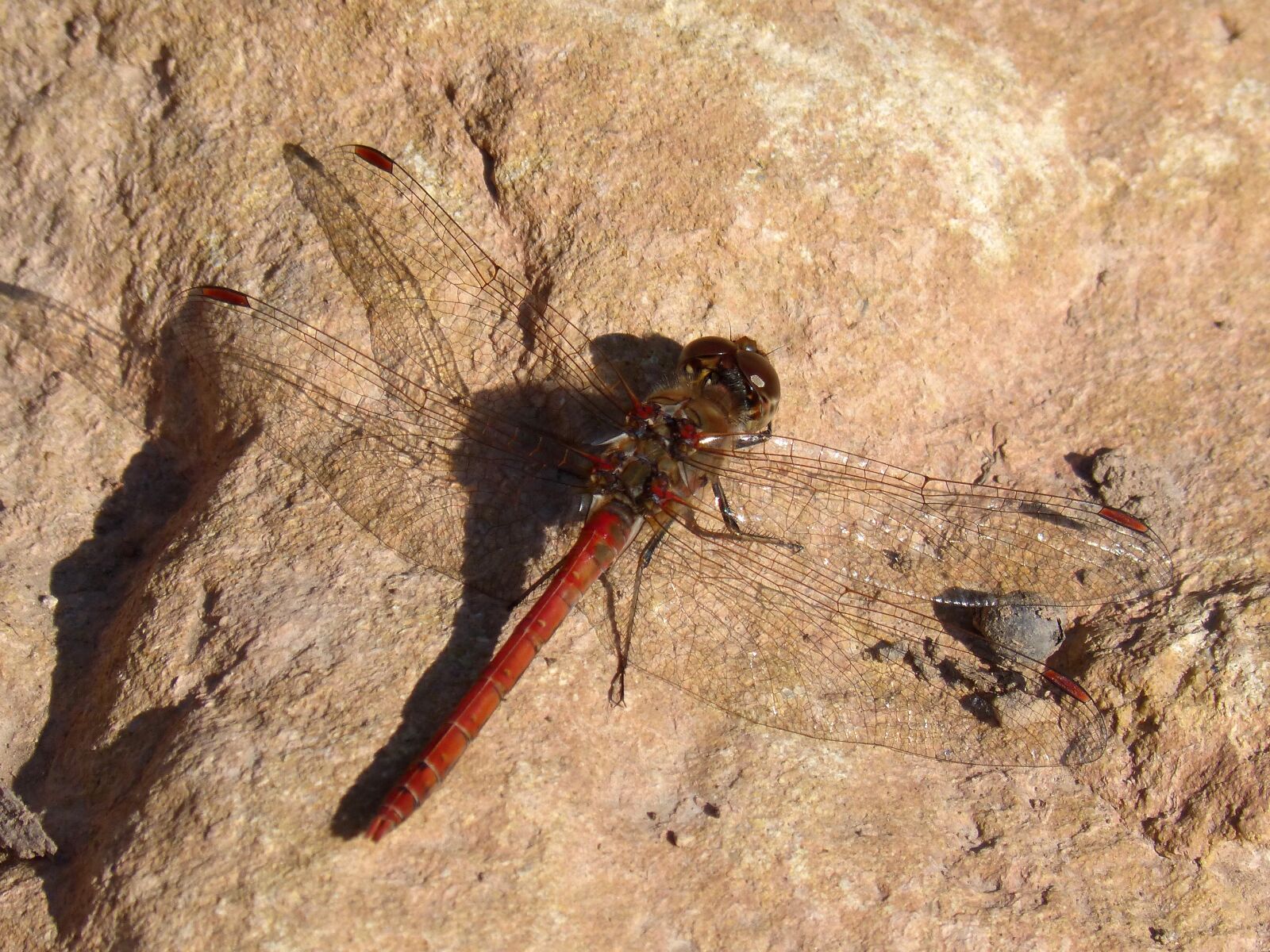 Panasonic DMC-FZ62 sample photo. Dragonfly, red dragonfly, rock photography