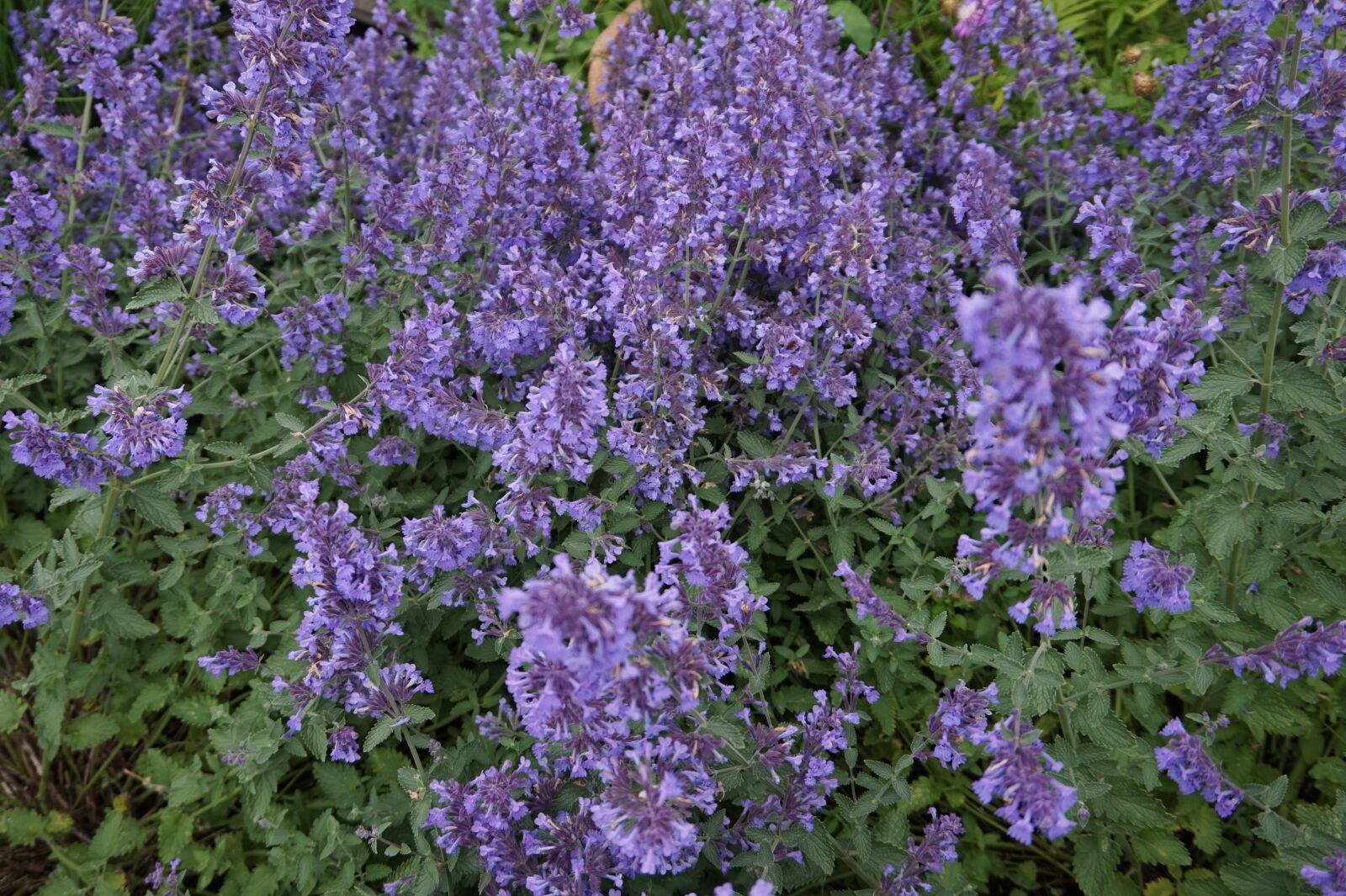 Sony Alpha a5000 (ILCE 5000) sample photo. Mint, bloom, herbal photography