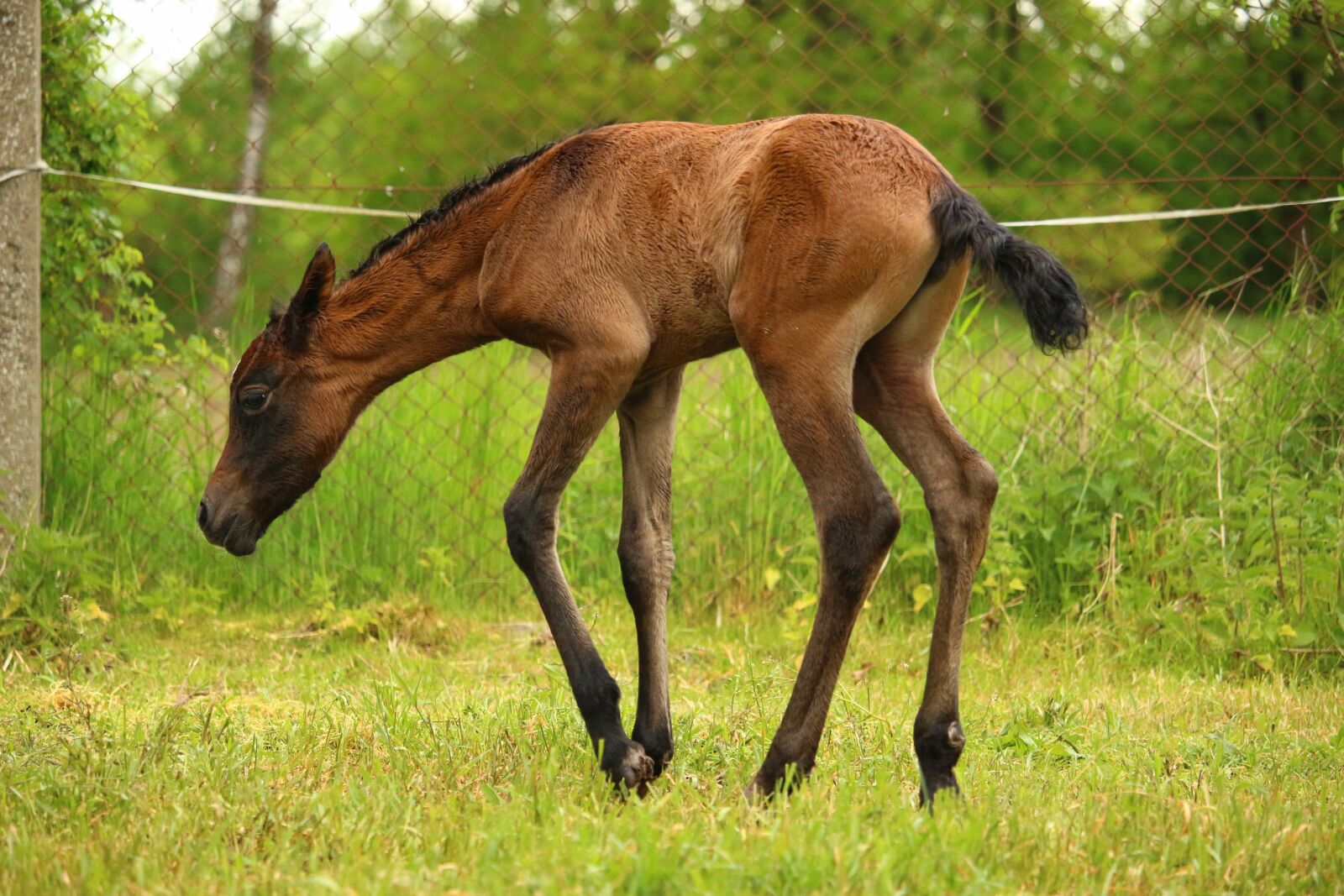 Canon EOS 100D (EOS Rebel SL1 / EOS Kiss X7) sample photo. Horse, foal, suckling photography