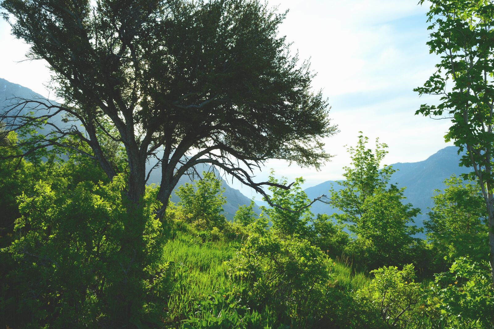 Nikon D3100 sample photo. Utah, green, overlook photography