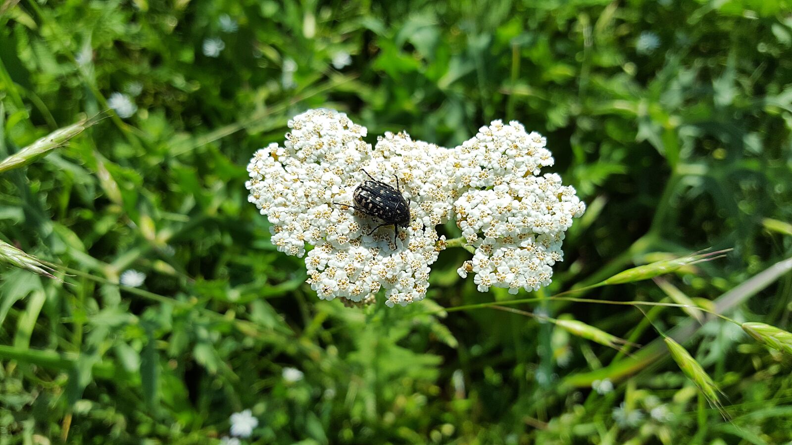 Samsung Galaxy S6 sample photo. Achillea millefolium, yarrow, epicometis photography