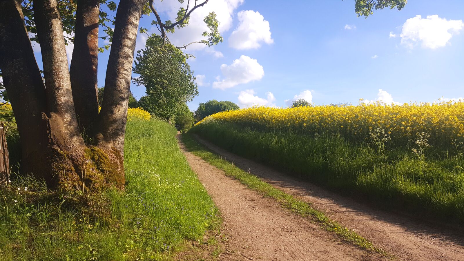 Samsung GALAXY S6 edge sample photo. Nature photography