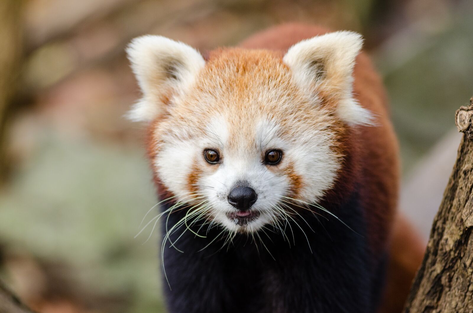 Nikon D7000 sample photo. Adorable, animal, blur photography