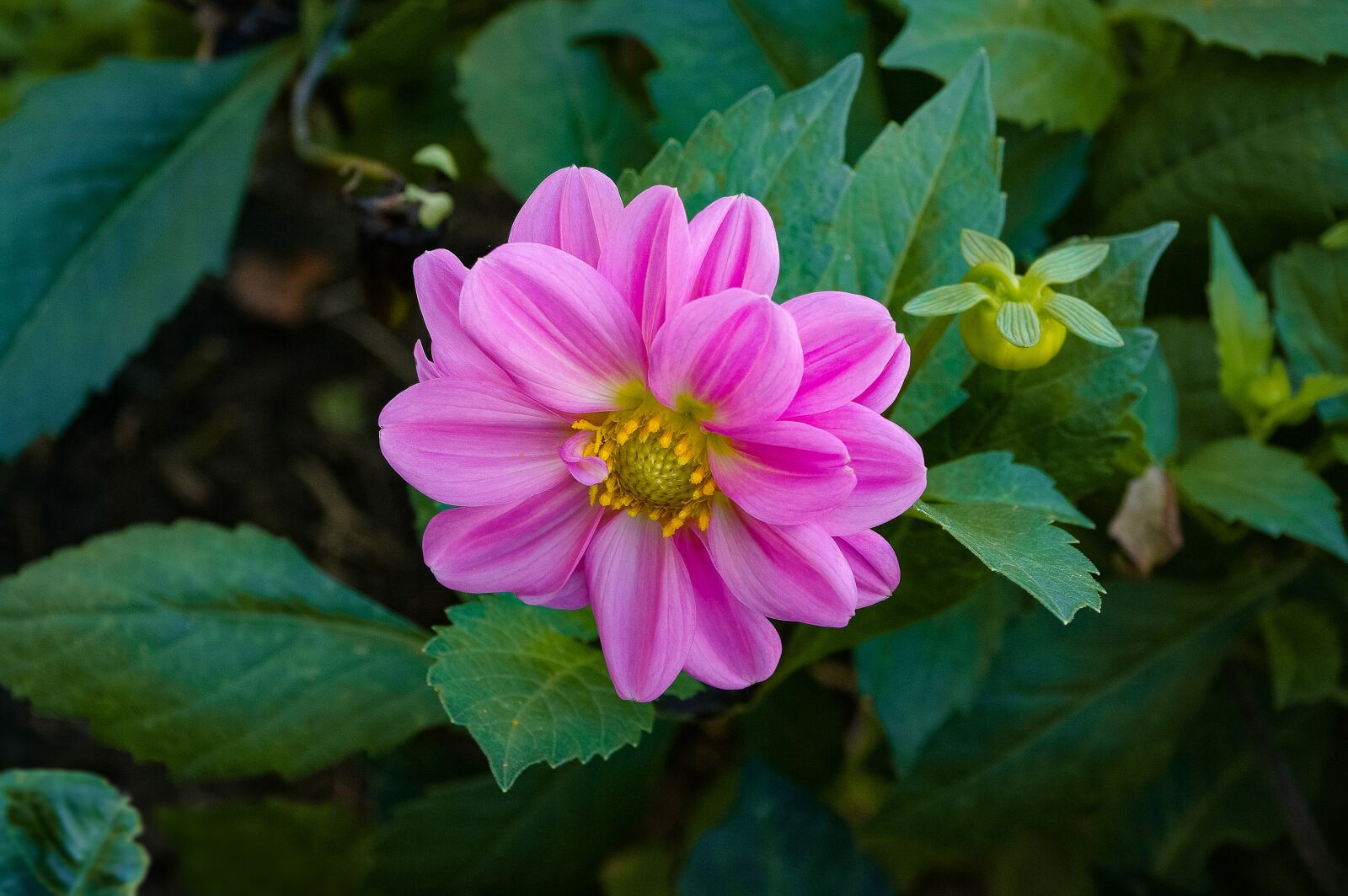 Samsung GX-20 sample photo. Dalia, flower, pink photography