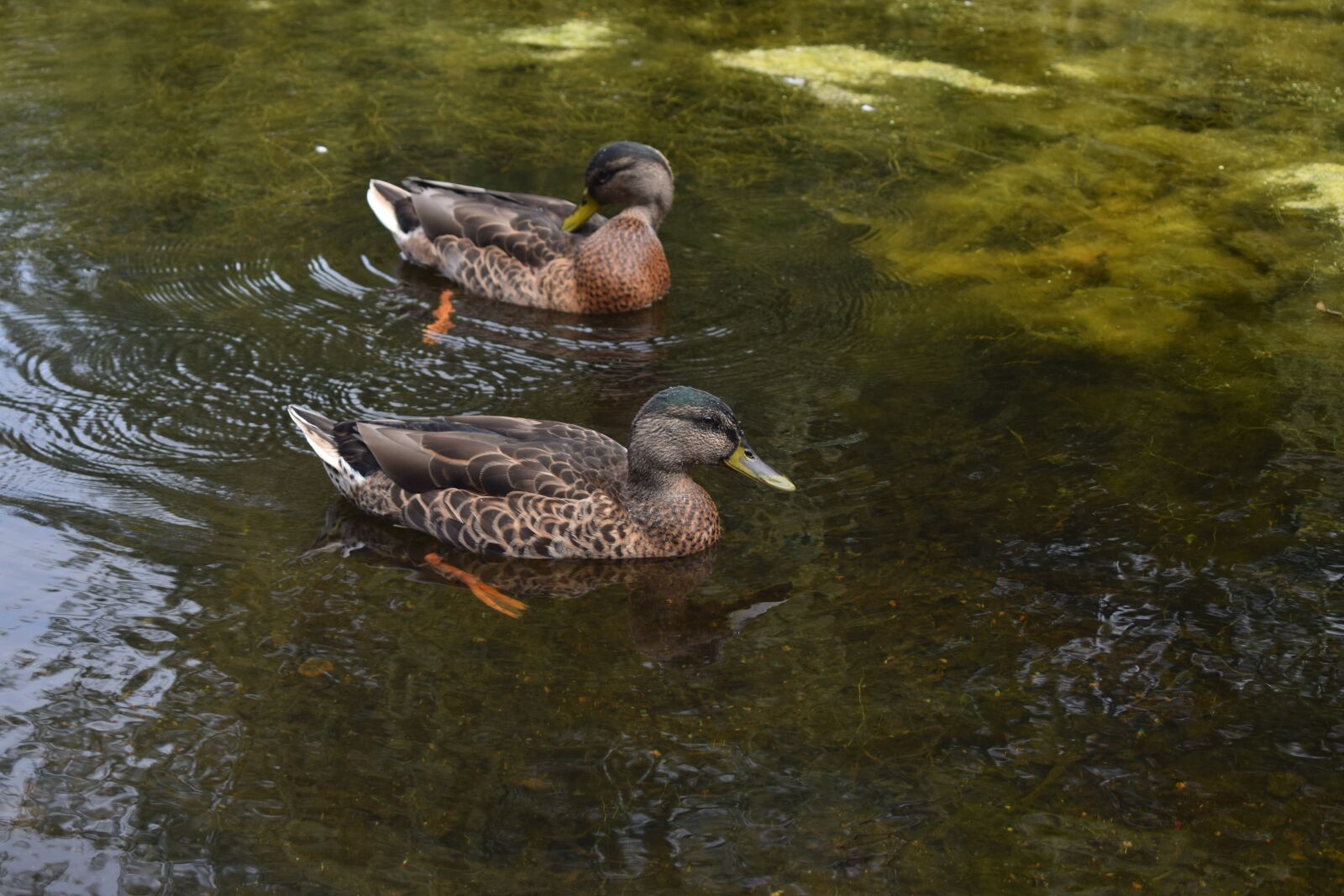 Nikon D3300 sample photo. Ducks, pond, water photography