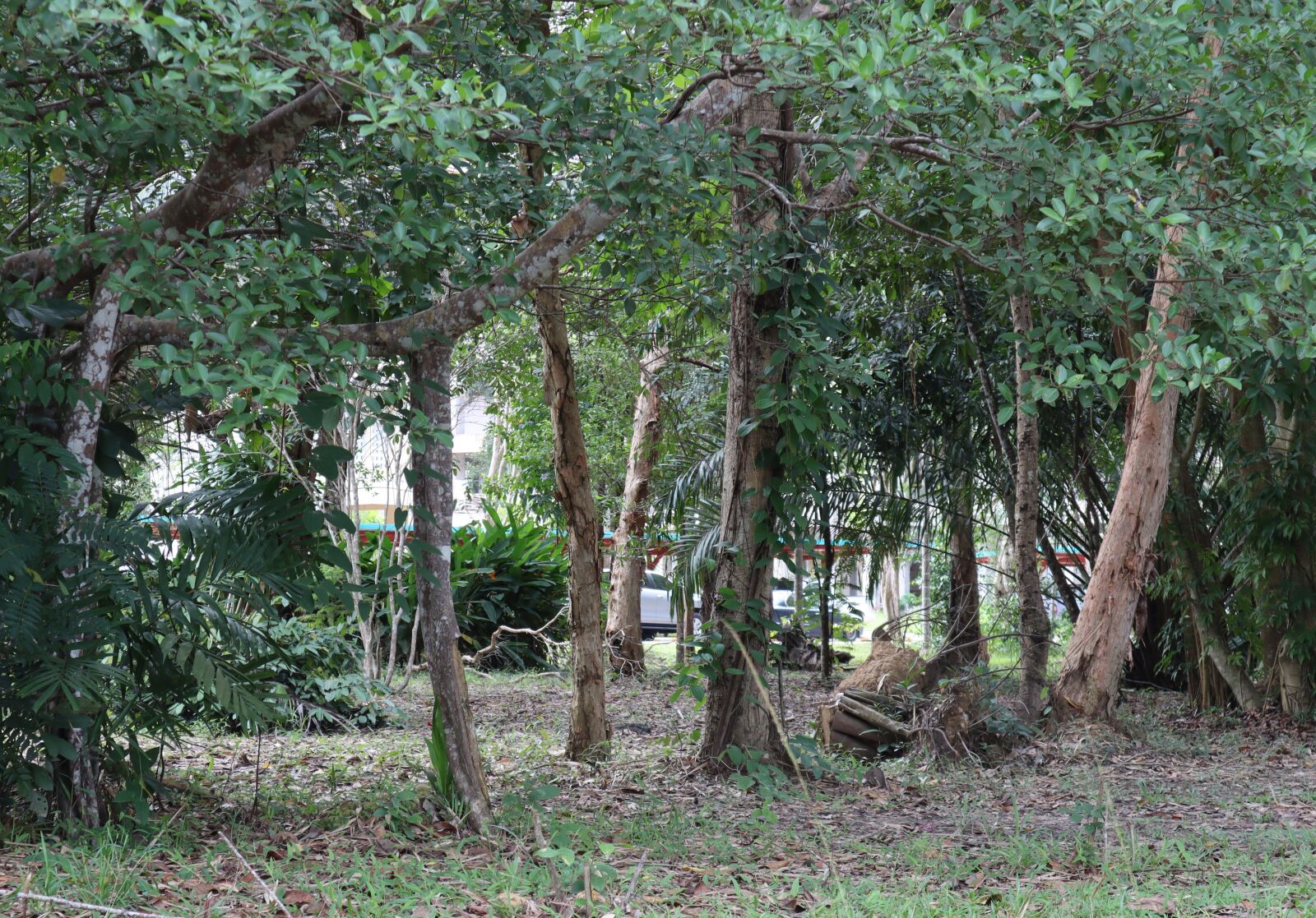 Canon EF-M 15-45mm F3.5-6.3 IS STM sample photo. Tree, big trees, largest photography