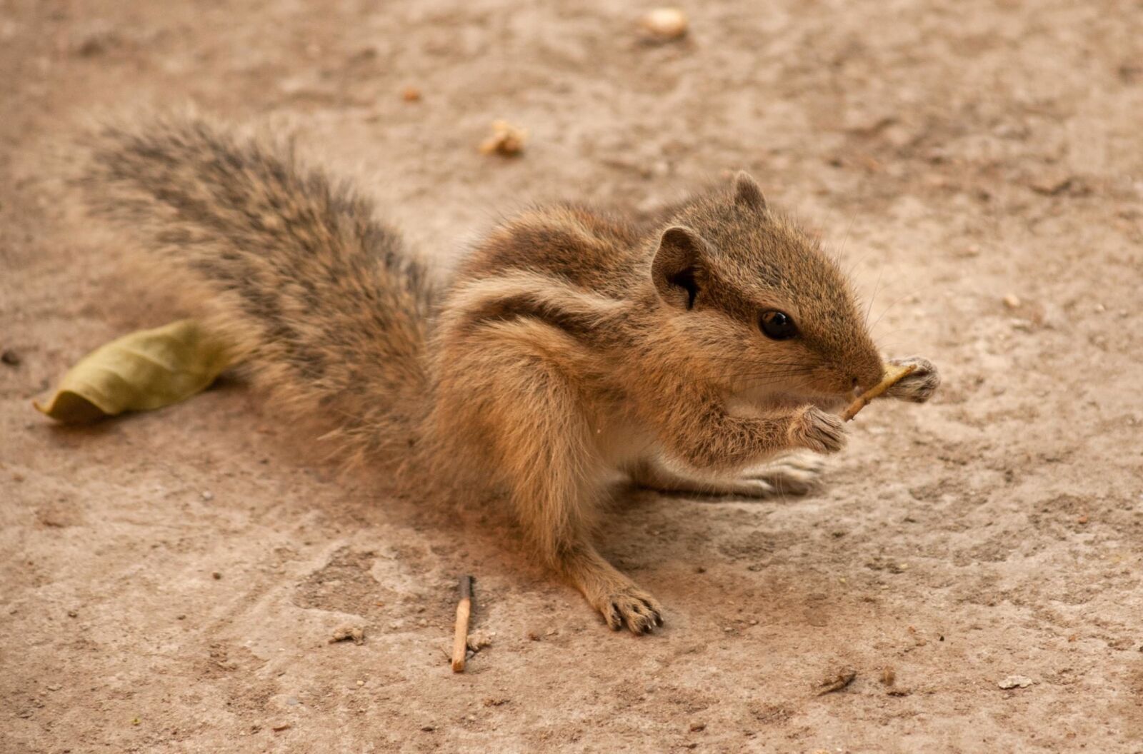 Canon EOS 1000D (EOS Digital Rebel XS / EOS Kiss F) sample photo. Squirrel, rodent, animal, mammal photography