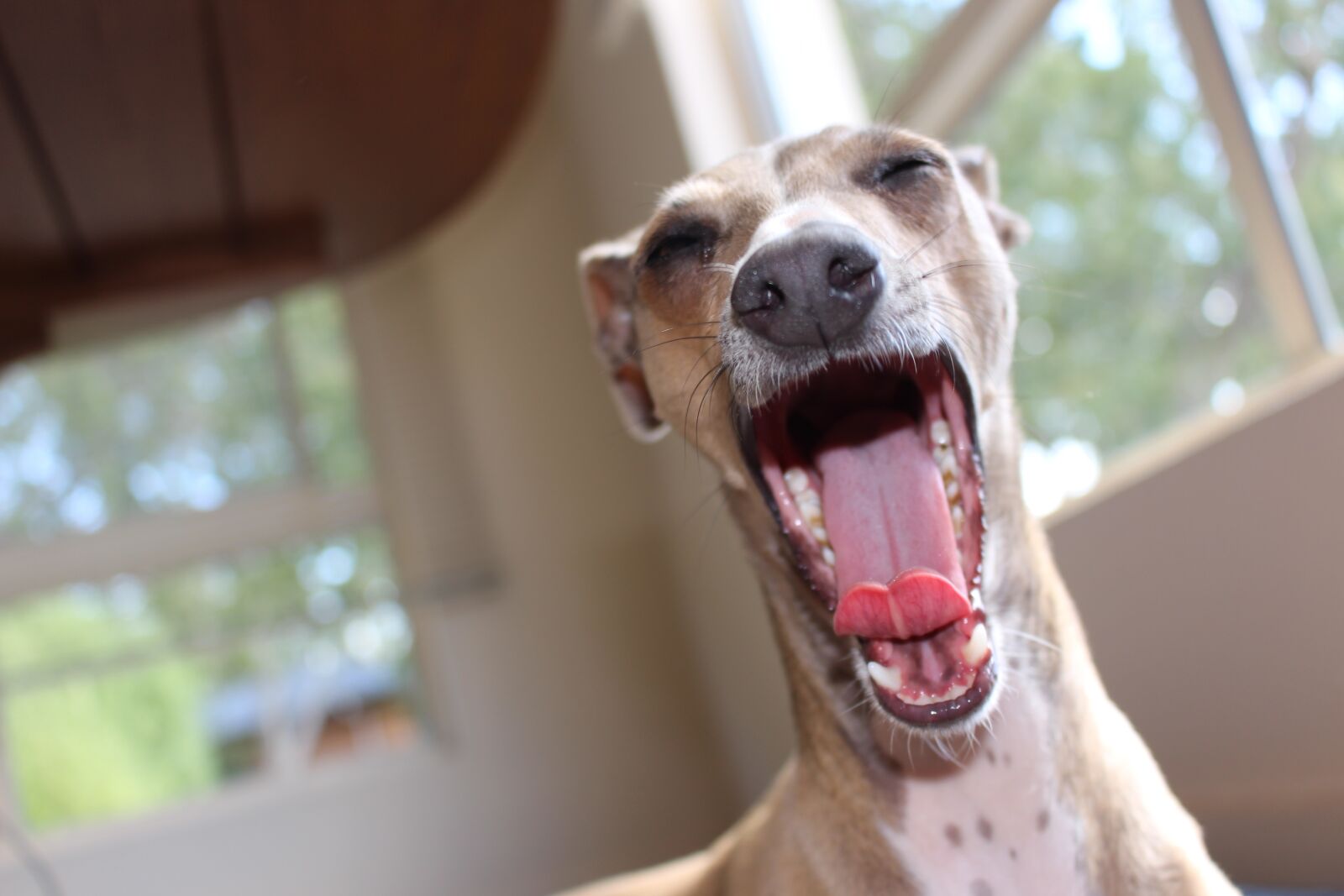 Canon EOS 700D (EOS Rebel T5i / EOS Kiss X7i) sample photo. Greyhound, dog, purebred photography