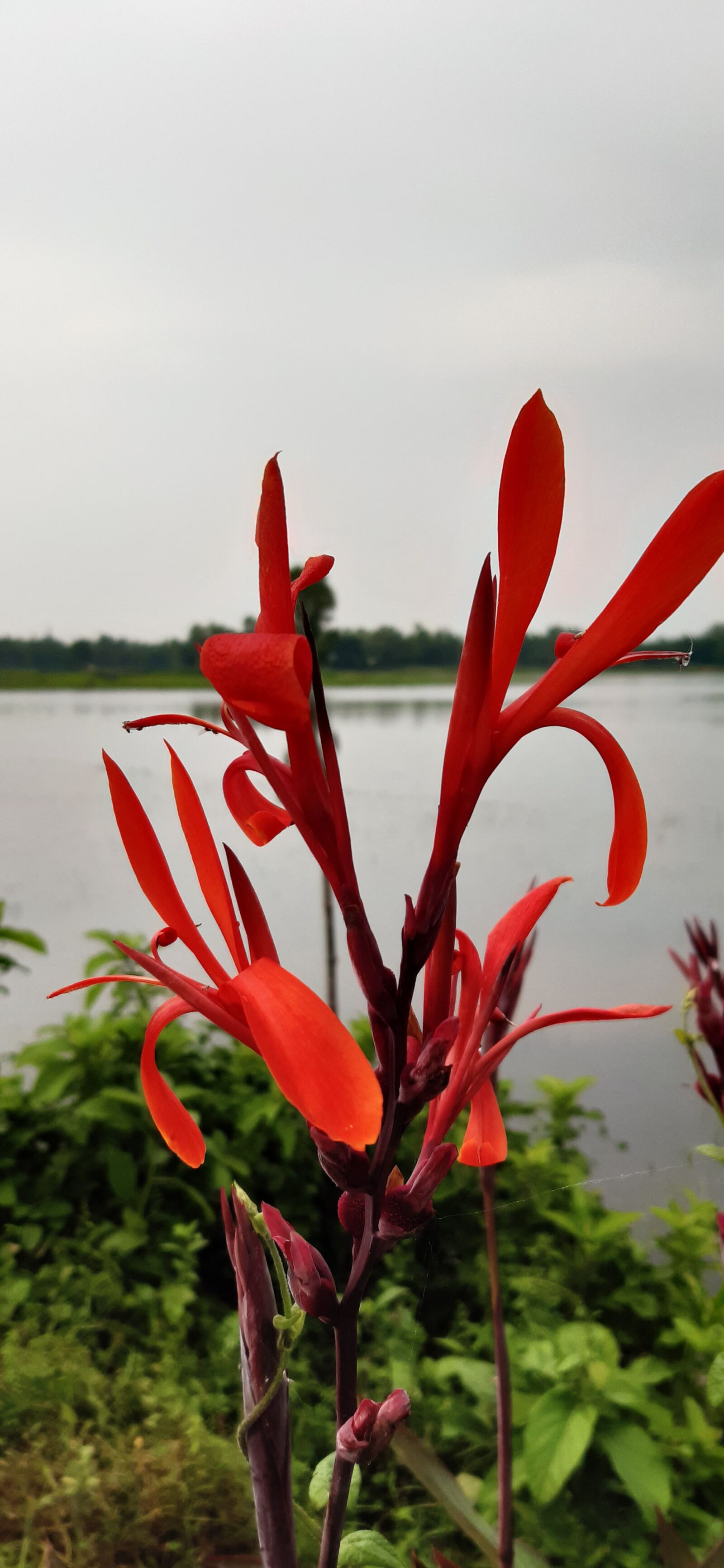 Samsung Galaxy A30 sample photo. The beautiful flower, natural photography