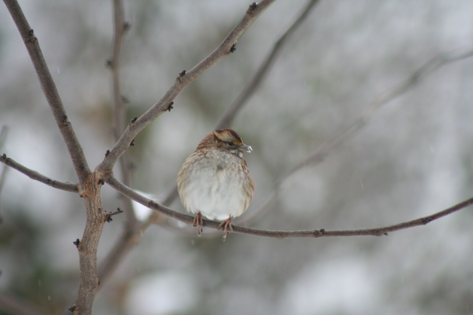 Canon EOS 350D (EOS Digital Rebel XT / EOS Kiss Digital N) sample photo. Wren, winter, bird photography
