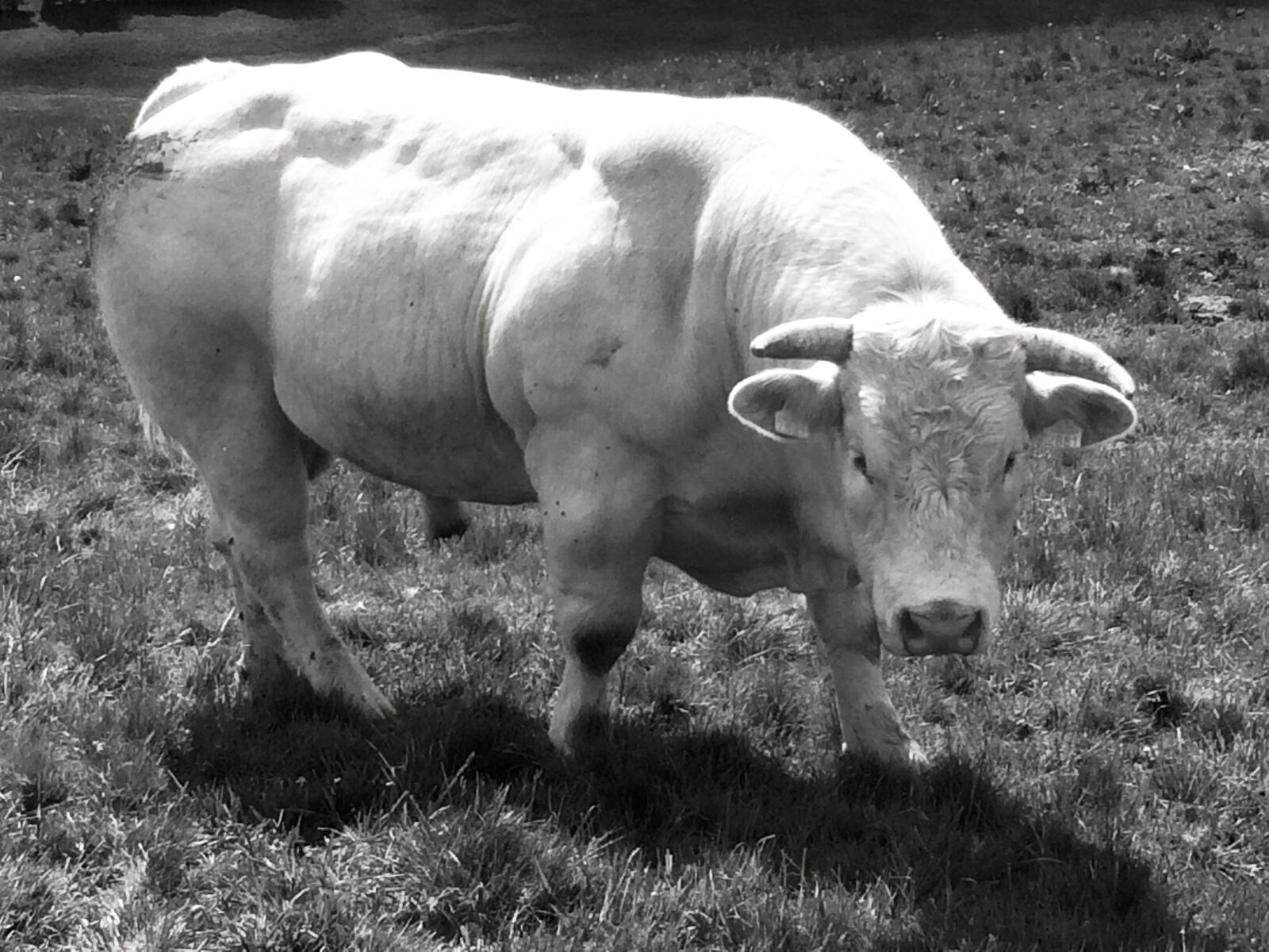 iPhone 5s back camera 4.15mm f/2.2 sample photo. France, aubrac, bull photography
