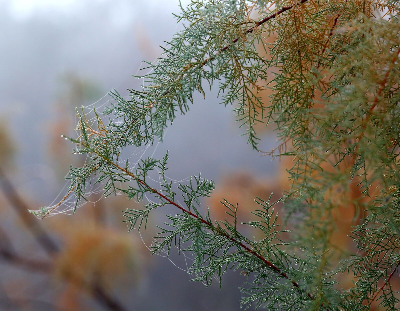 Canon EF-S 60mm F2.8 Macro USM sample photo. Casey, tree, spider web photography