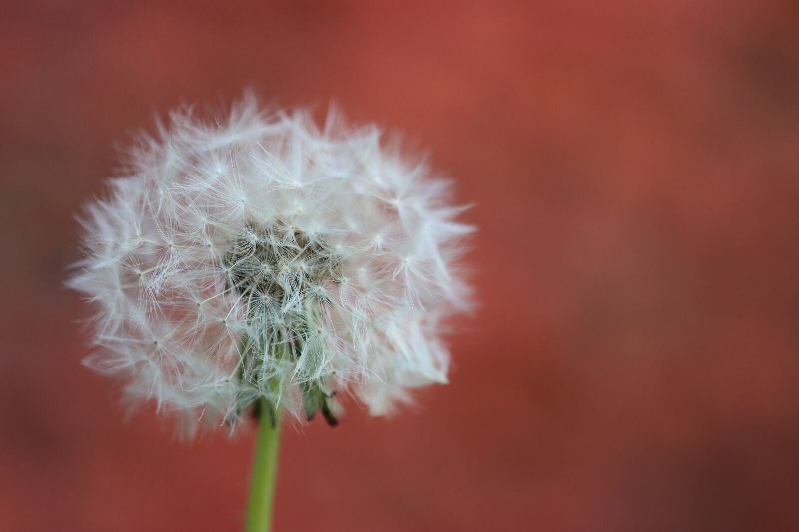 Canon EOS 90D sample photo. Dandelion, wall, meadow photography