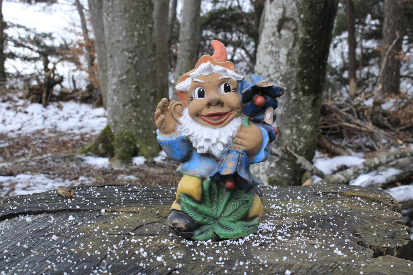 Canon EOS 2000D (EOS Rebel T7 / EOS Kiss X90 / EOS 1500D) sample photo. Gnome, little dwarf, elf photography