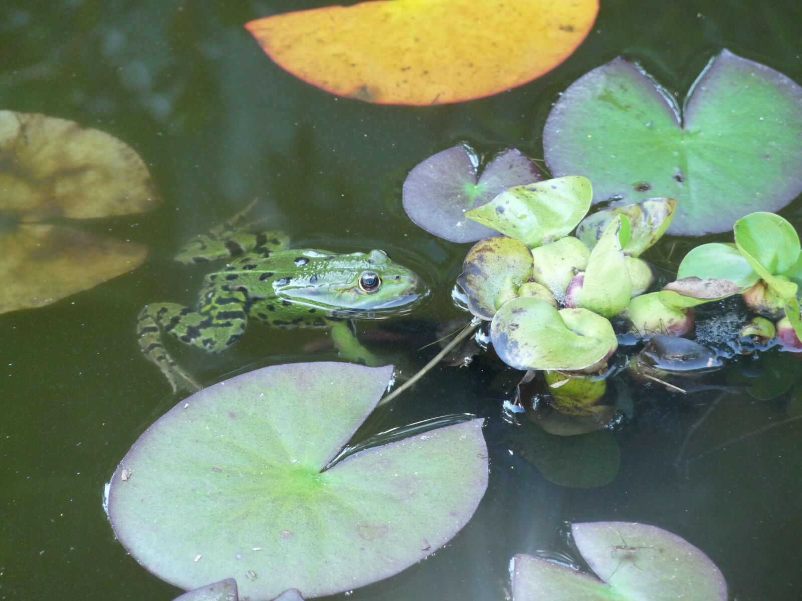 Panasonic Lumix DMC-FZ28 sample photo. Water lily, frog, basin photography