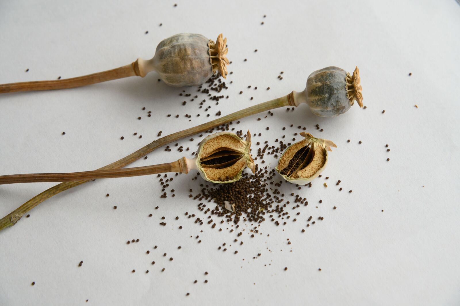Nikon Z6 sample photo. Seeds, dried, poppy photography