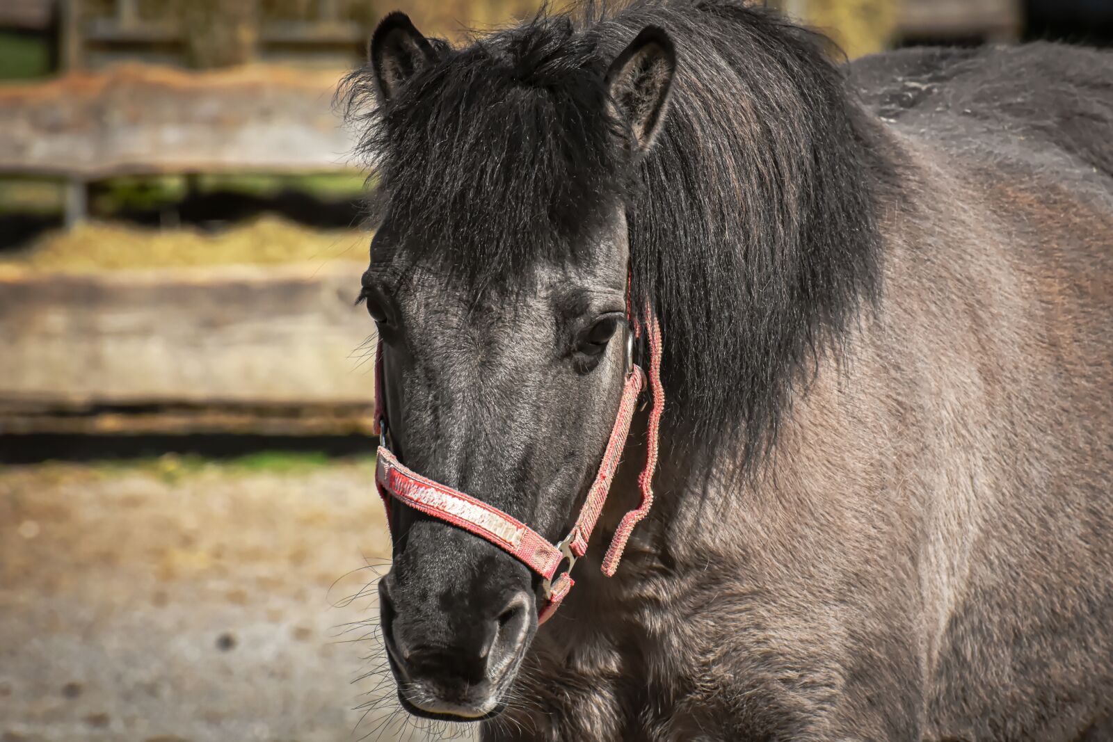 Nikon D7200 sample photo. Pony, horse, cute photography