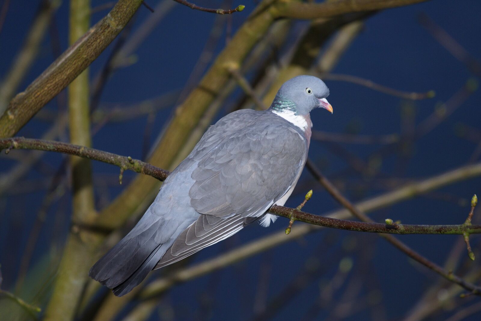 Canon EOS 350D (EOS Digital Rebel XT / EOS Kiss Digital N) sample photo. Pigeon, bird, animal photography