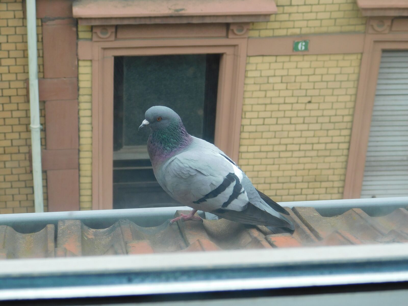 Nikon Coolpix B500 sample photo. Bird, dove, roof photography