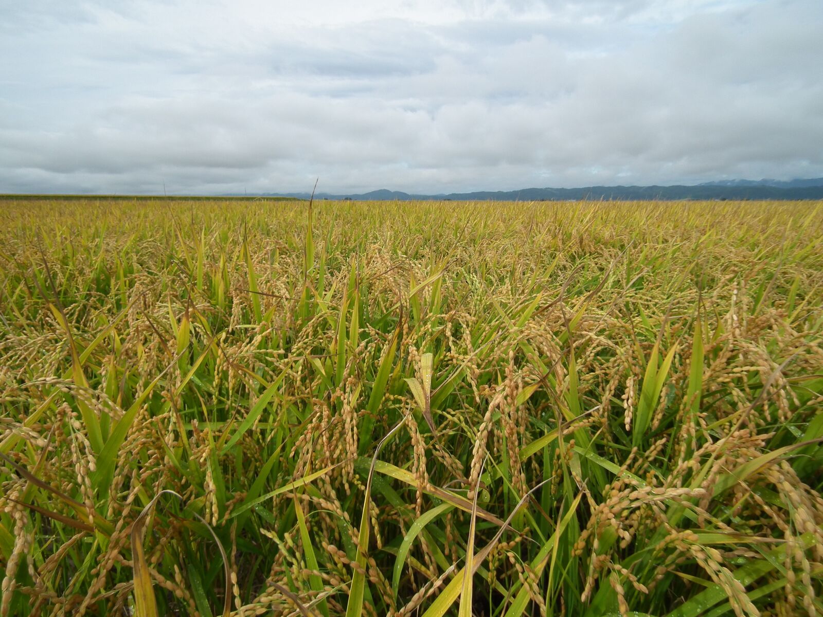 FujiFilm FinePix HS10 (FinePix HS11) sample photo. Hokkaido, takikawa, harvest photography