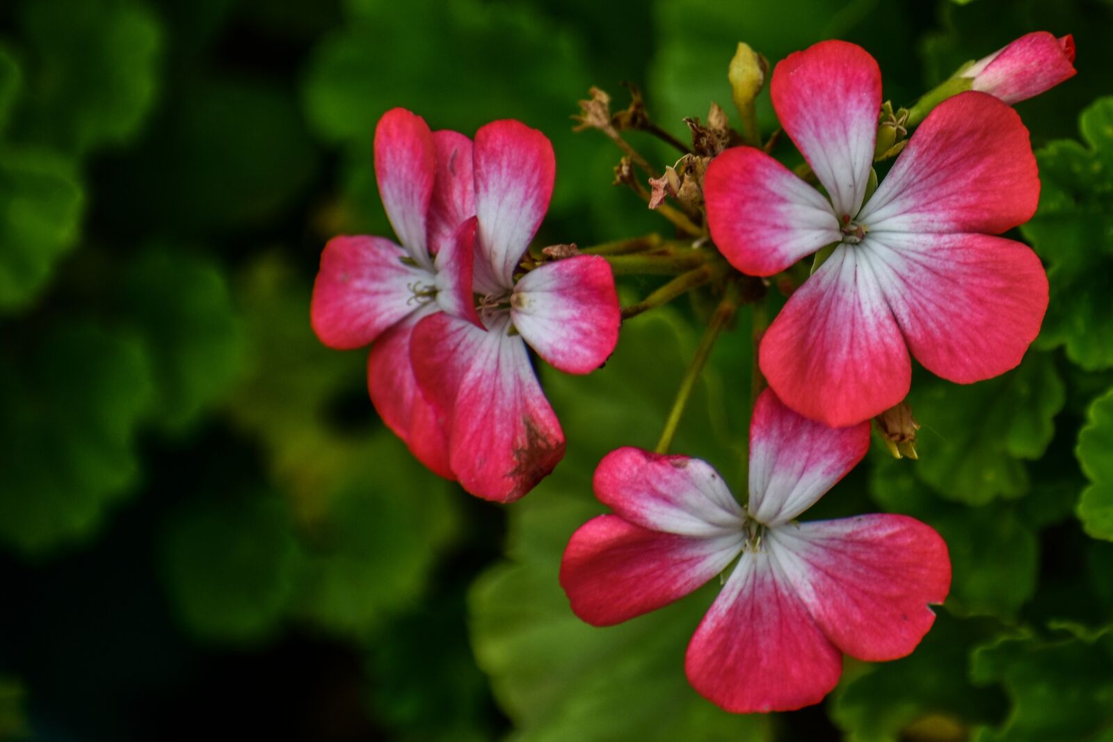 Nikon D3400 sample photo. Jeranio red, flower, nature photography