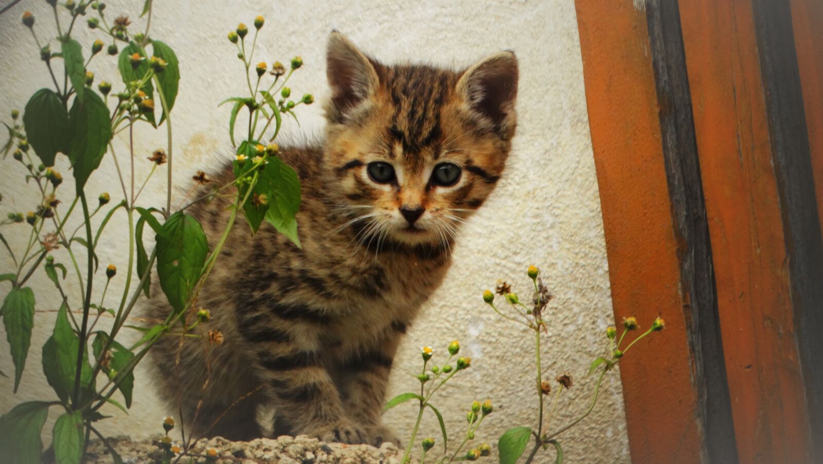 Sony Cyber-shot DSC-HX300 sample photo. Cat, kitten, pet photography