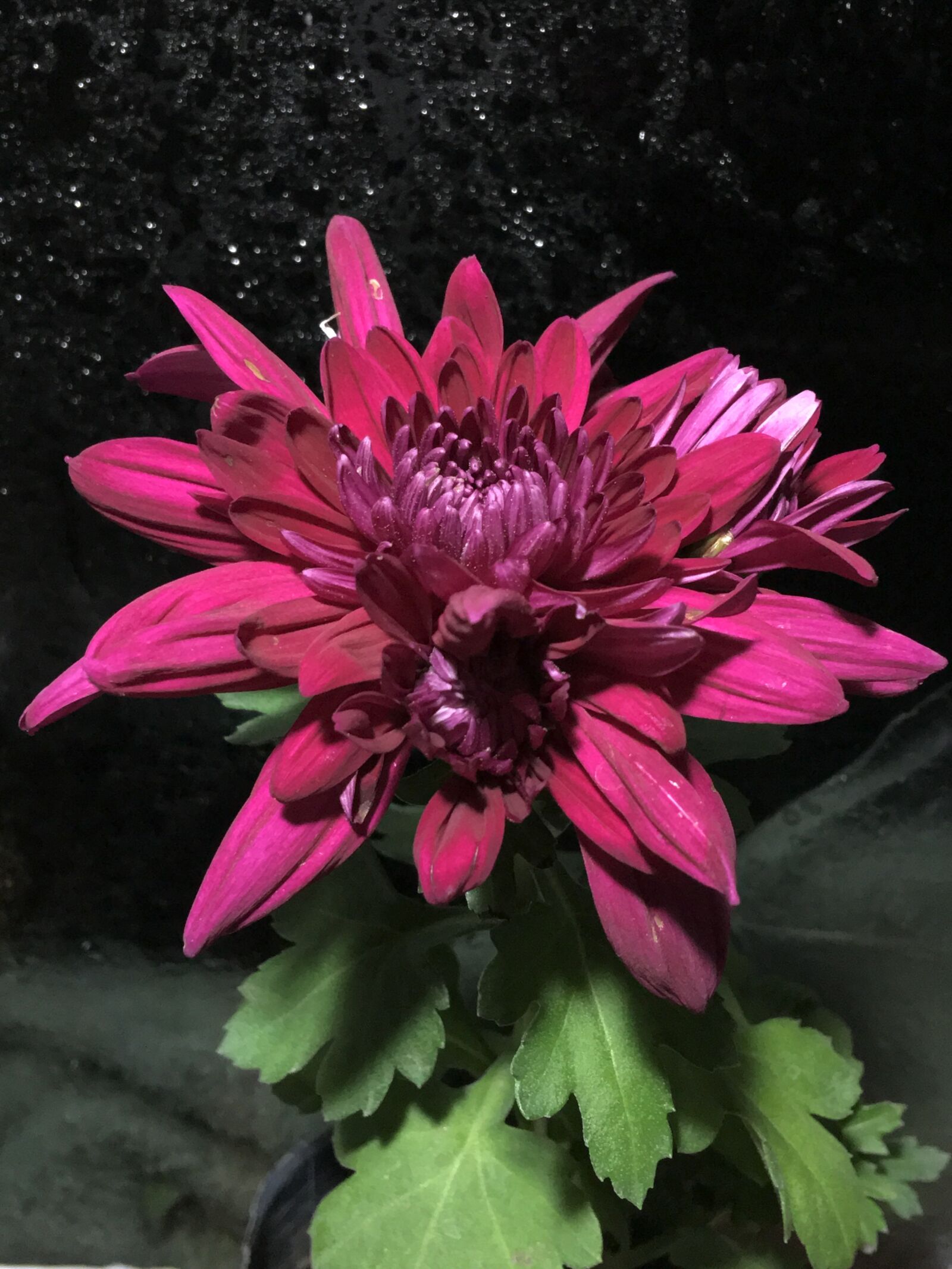 iPhone 6s Plus back camera 4.15mm f/2.2 sample photo. Chrysanthemum, chrysanthemums, flowering photography