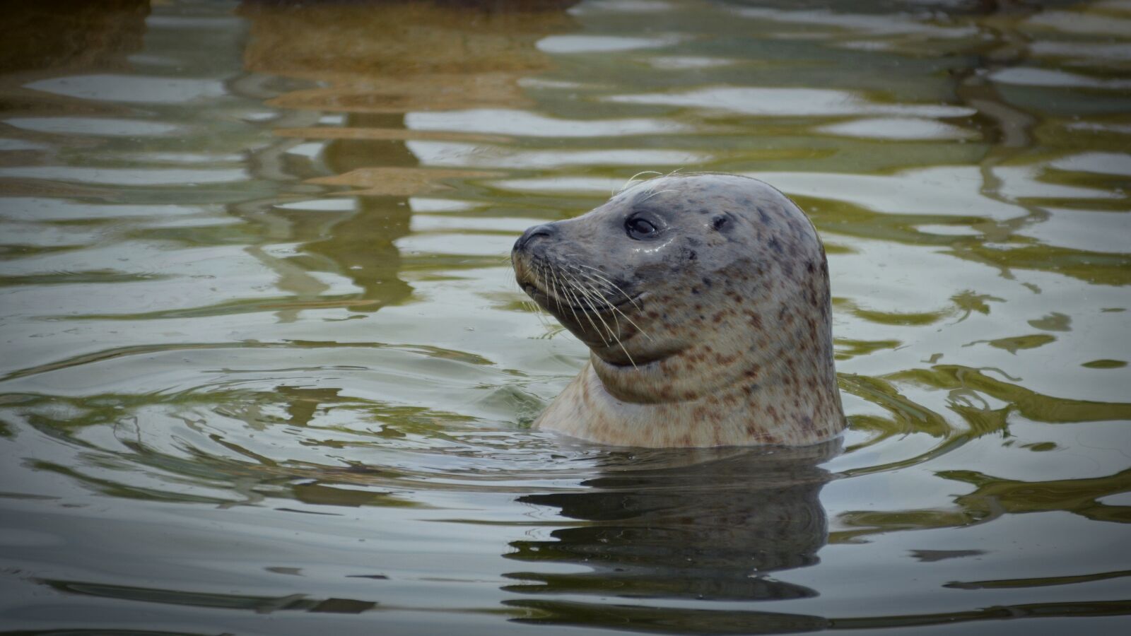 Nikon D5200 sample photo. Robbe, seal, seal station photography