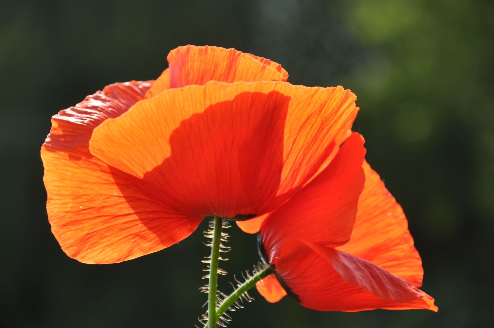 Nikon D90 sample photo. Poppy, wildflower, meadow flower photography