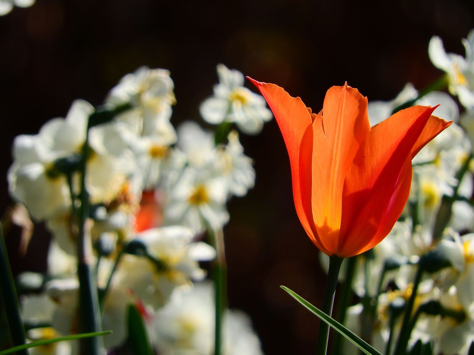 Nikon Coolpix P610 sample photo. Tulip, backlighting, orange photography