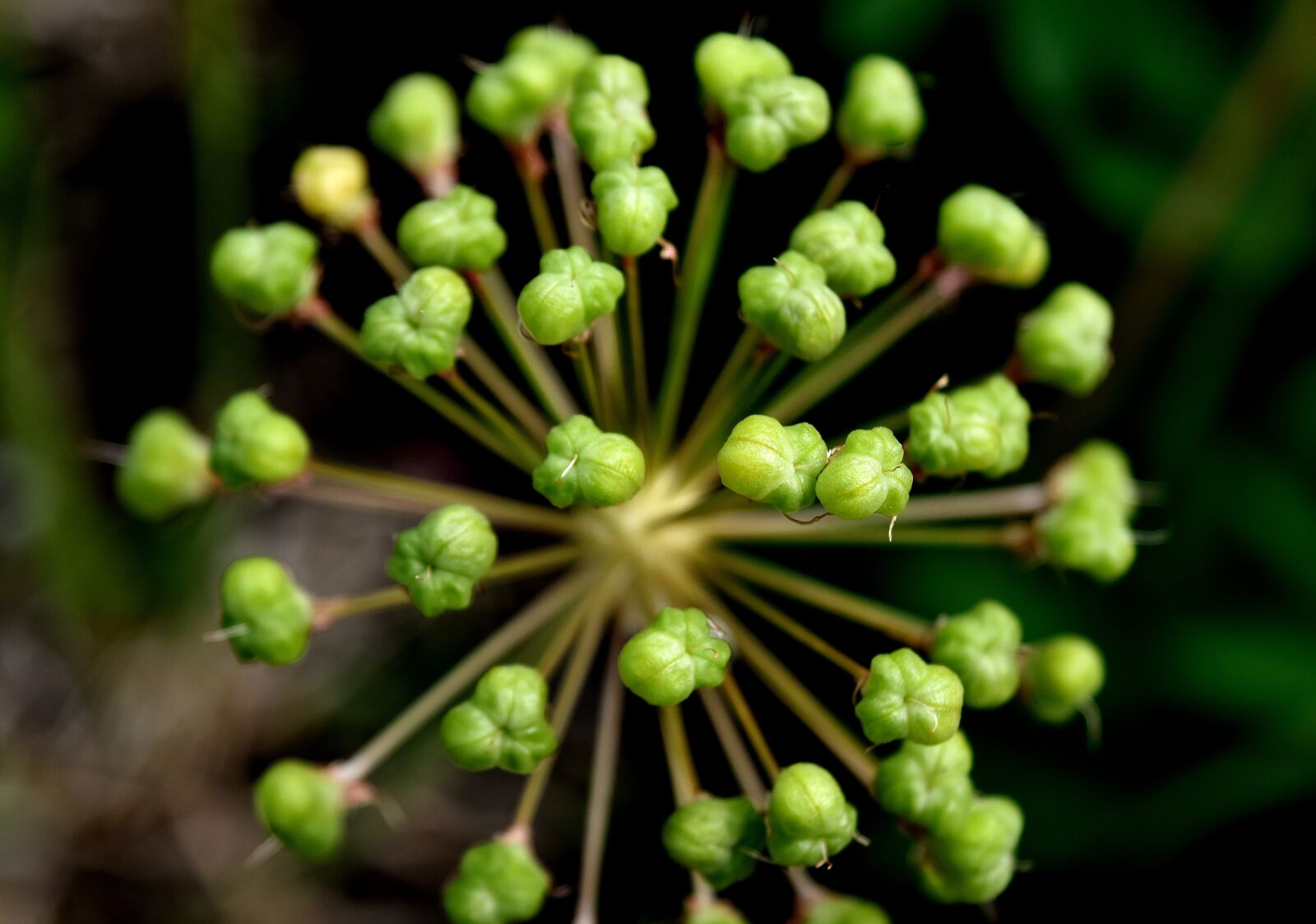Nikon D7200 sample photo. Ornamental onion, plant, flower photography