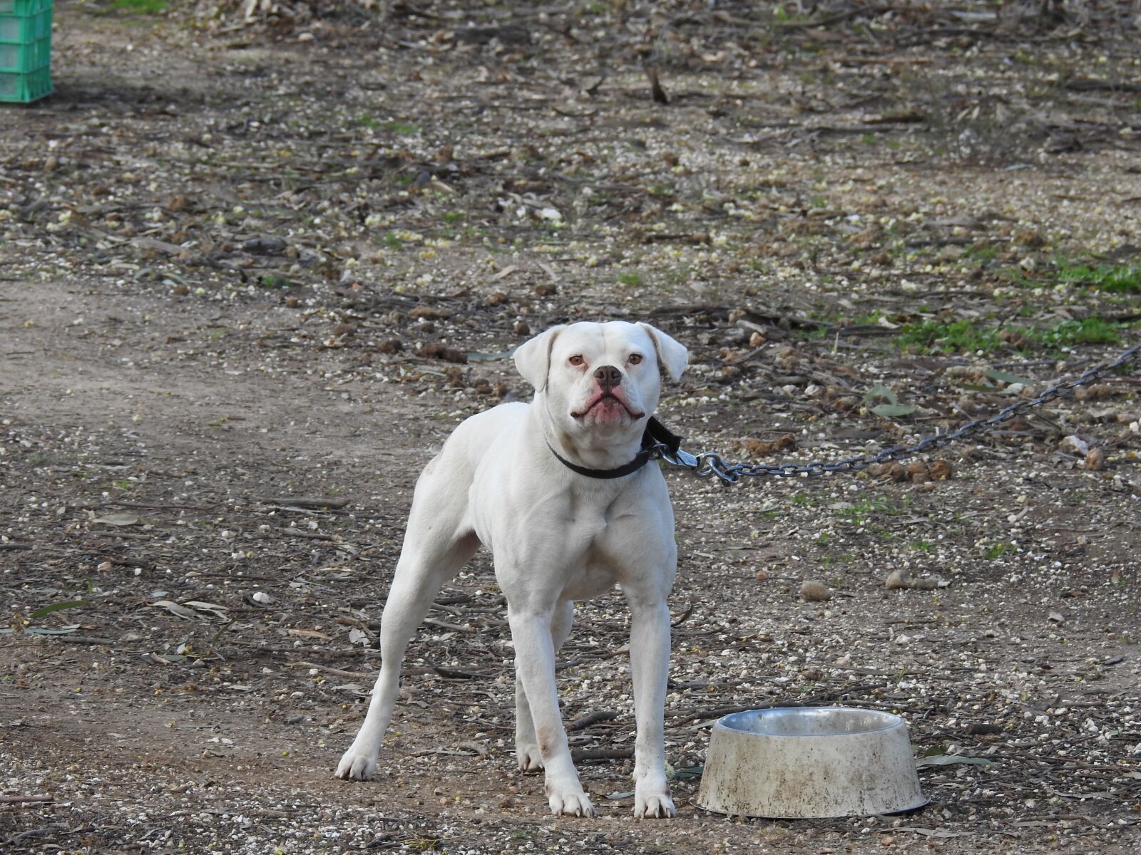 Nikon Coolpix P900 sample photo. Bull dog, american bull photography