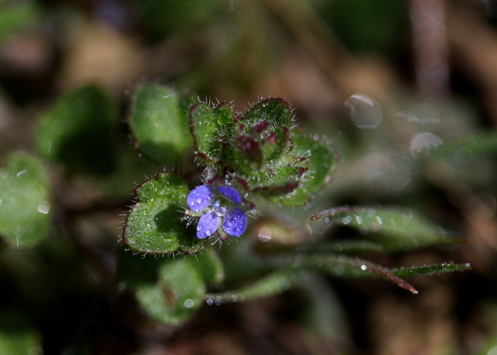 Canon EF-S 60mm F2.8 Macro USM sample photo. Flower, blue, violet photography