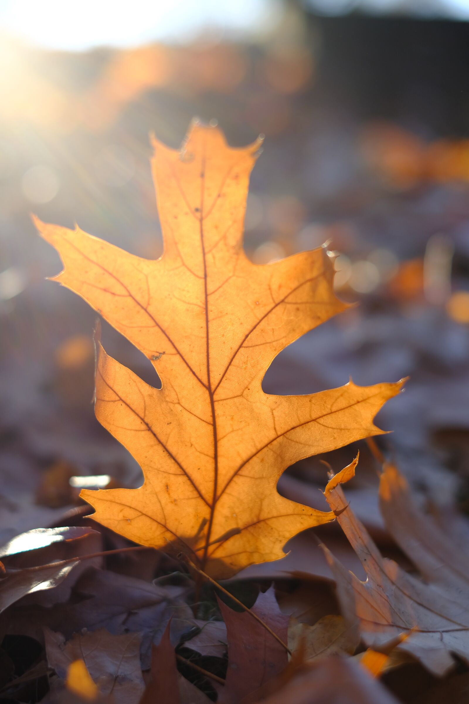 Fujifilm X-T2 + Fujifilm XF 35mm F1.4 R sample photo. Leaf, leaves, autumn photography
