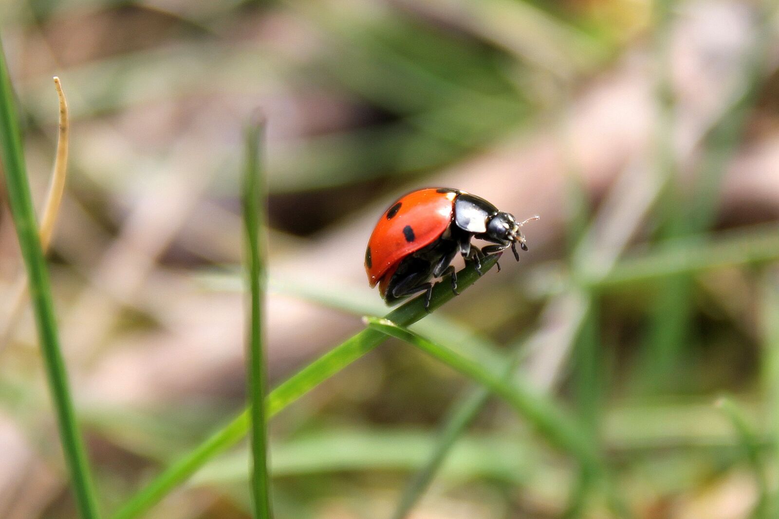 Canon EOS 550D (EOS Rebel T2i / EOS Kiss X4) sample photo. Ladybug, grass, meadow photography